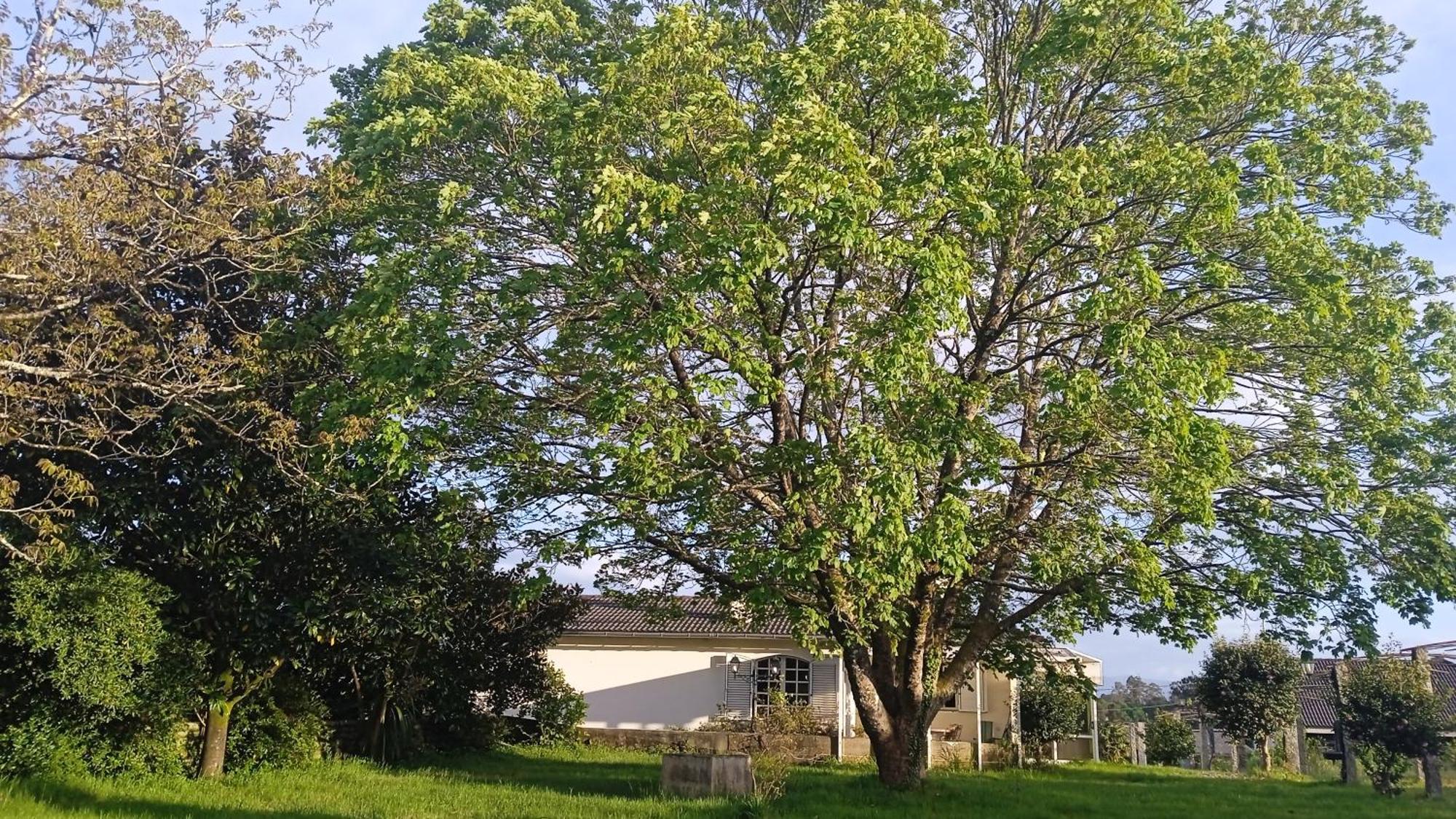 La Maison D'Abelleira Ponteareas Kültér fotó